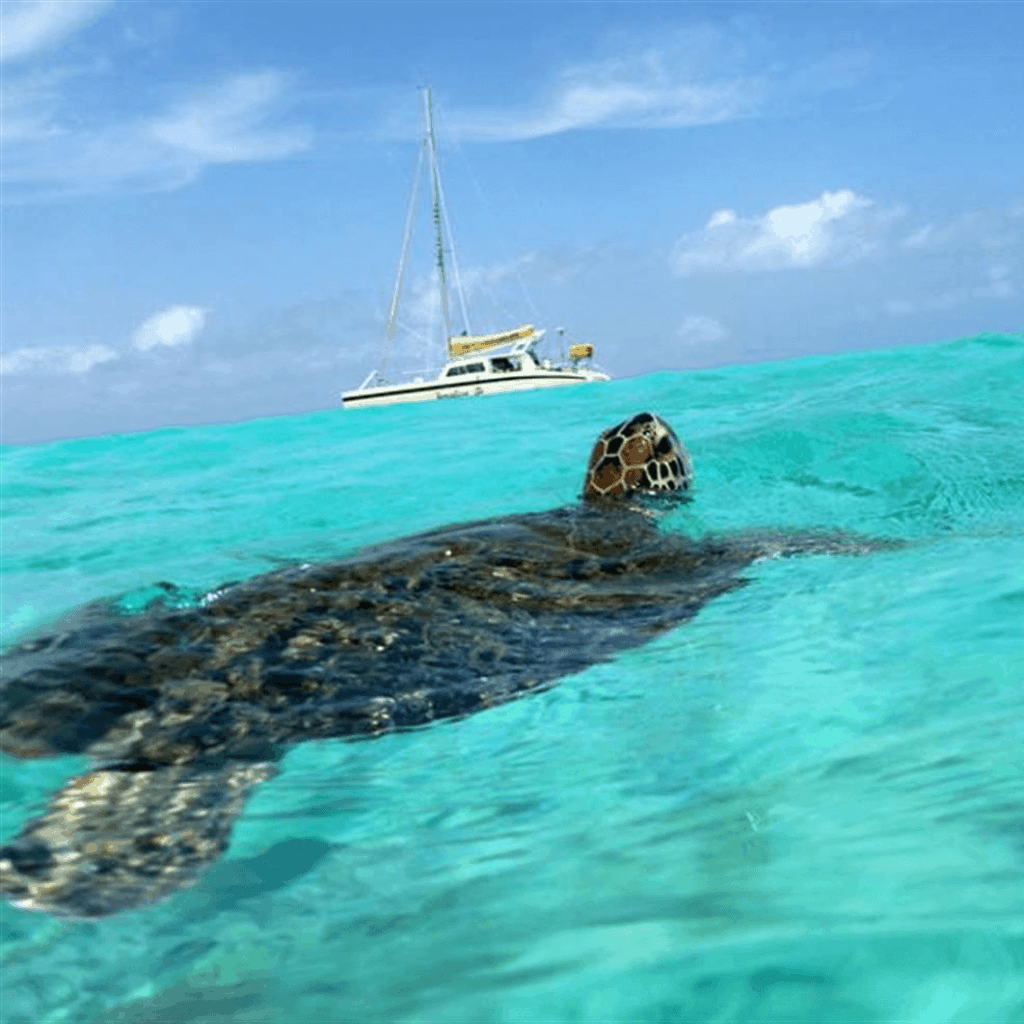 Klein-Curacao-Turtle-Jonalisa-1024x1024
