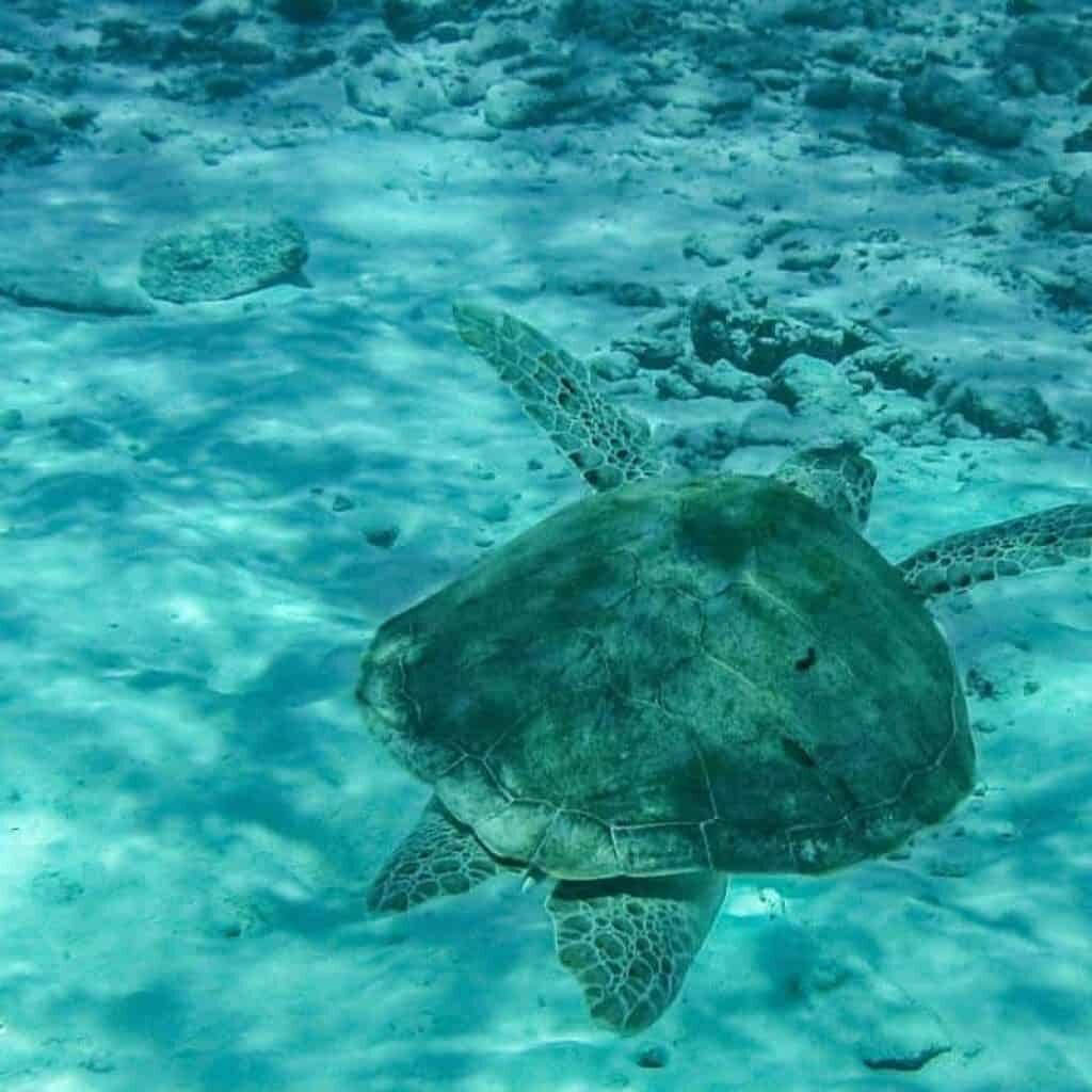 turtle-swimming-klein-1024x1024