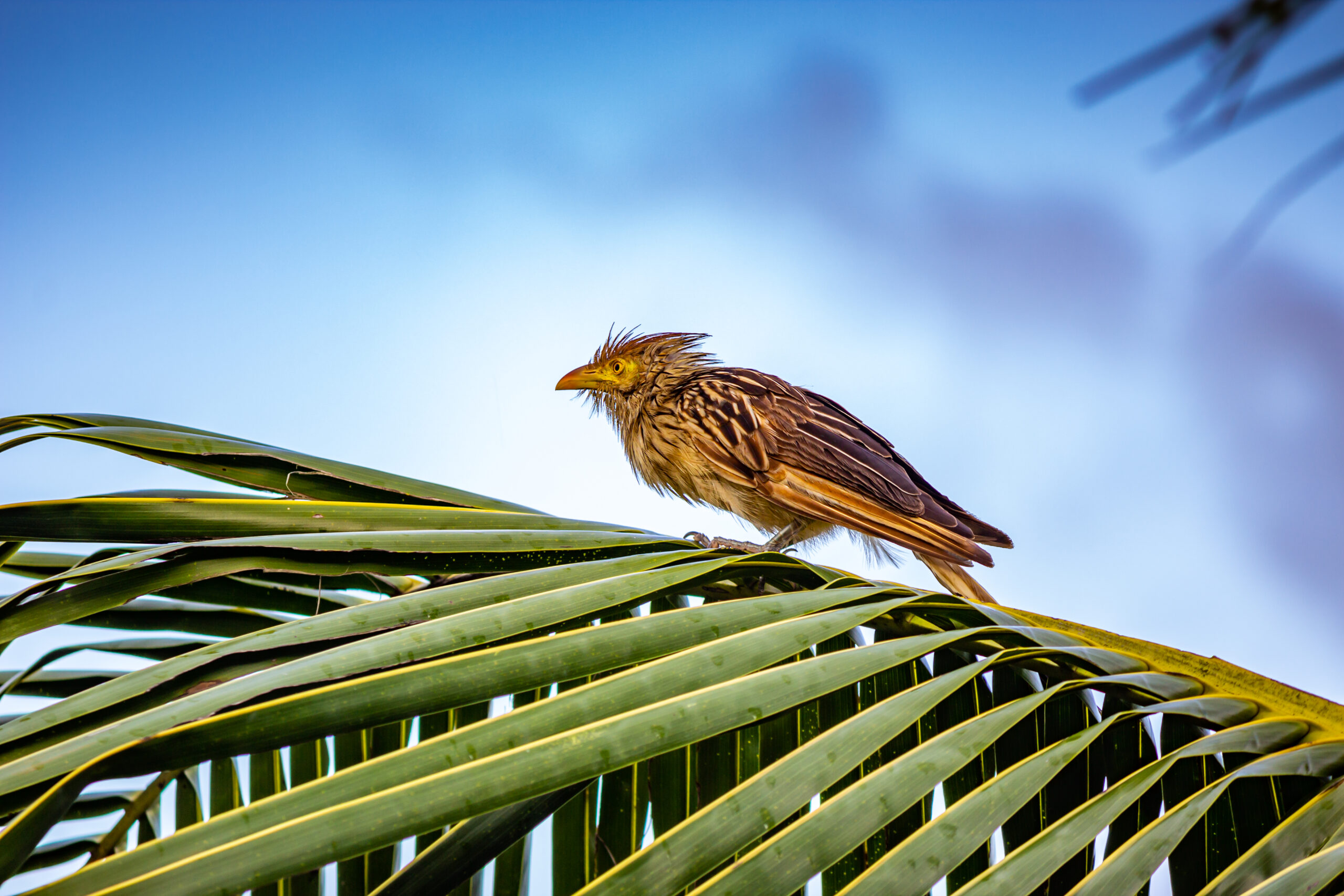 Curacao Bird