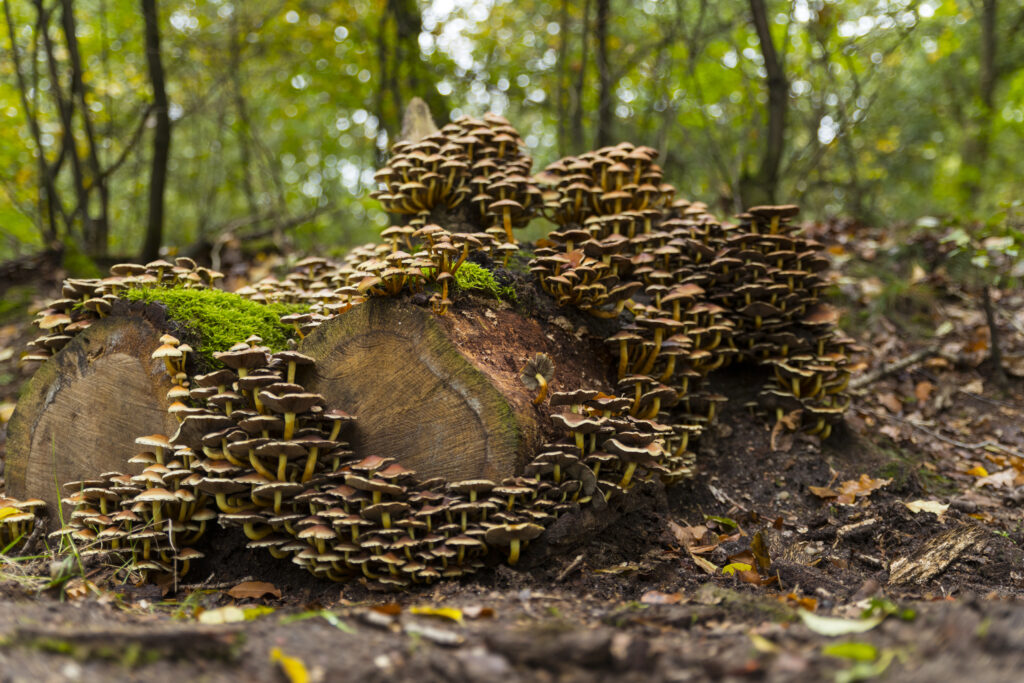 Curacao Mushroom Forest