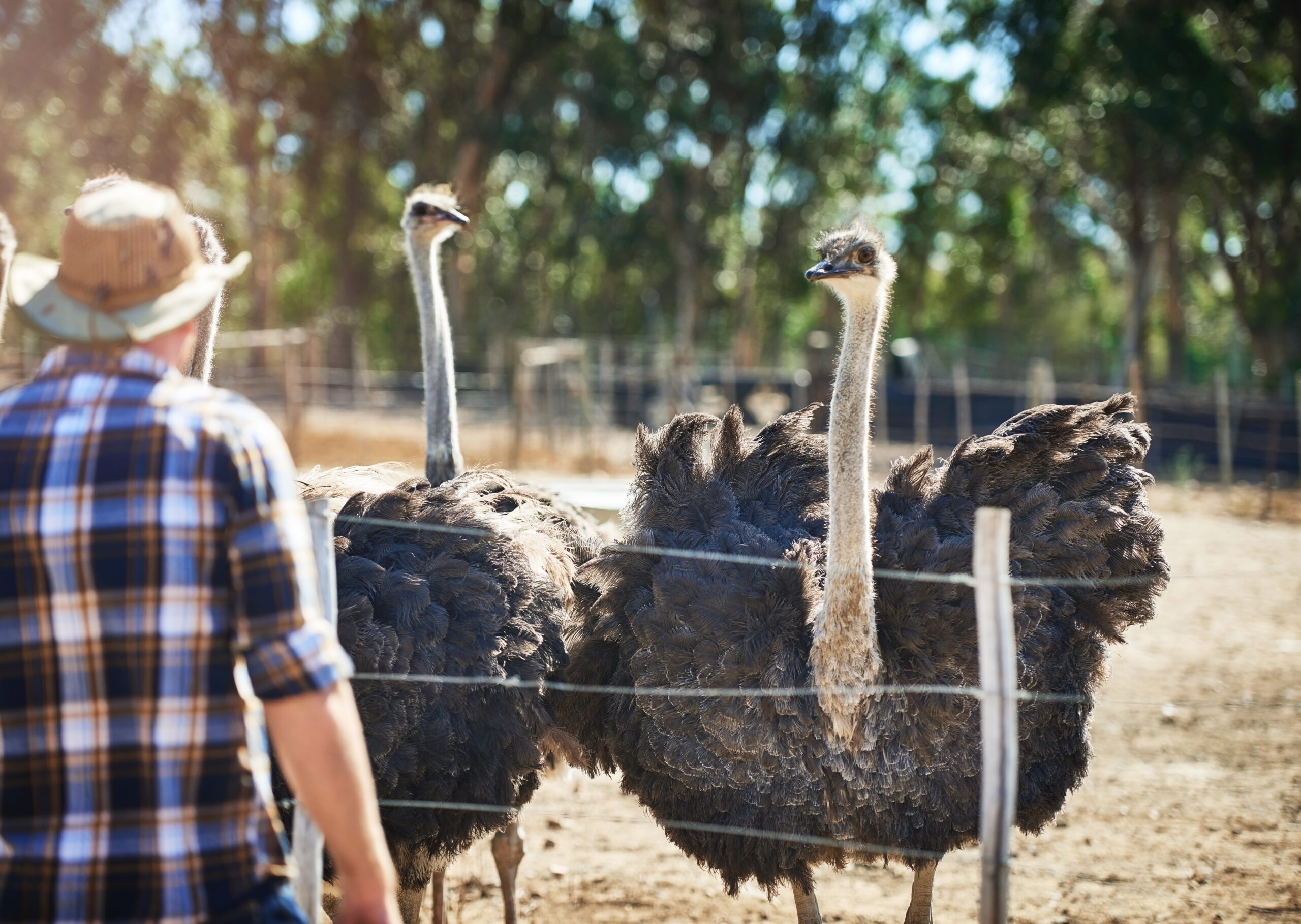 Ostrich Farm Curacao