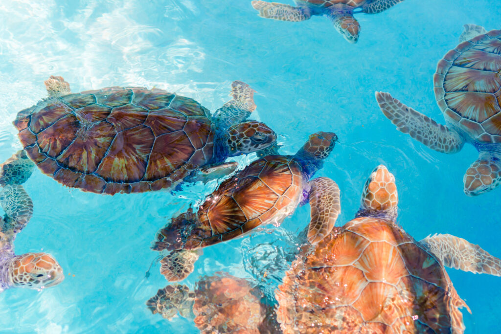 Turtles Curacao